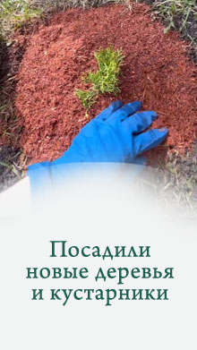Посадили новые деревья и кустарники на храмовой территории